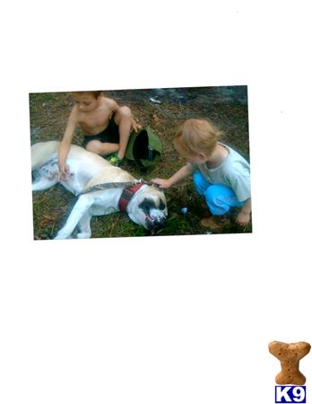 WATEROAKKENNELS Picture 3